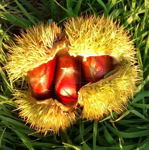 Shifley Chestnut Farm